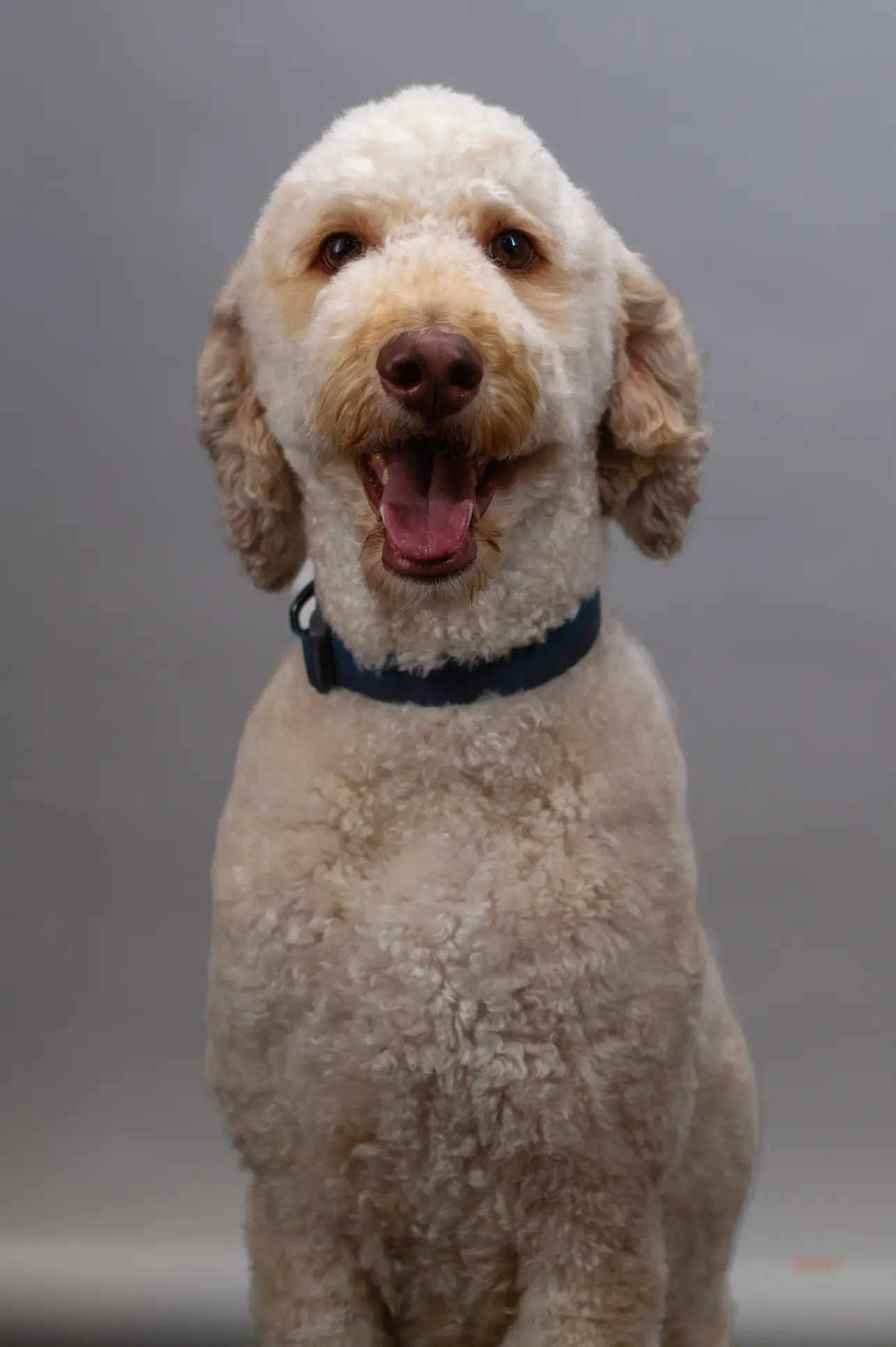 Teddy - Door Greeter at Balance Wellspace